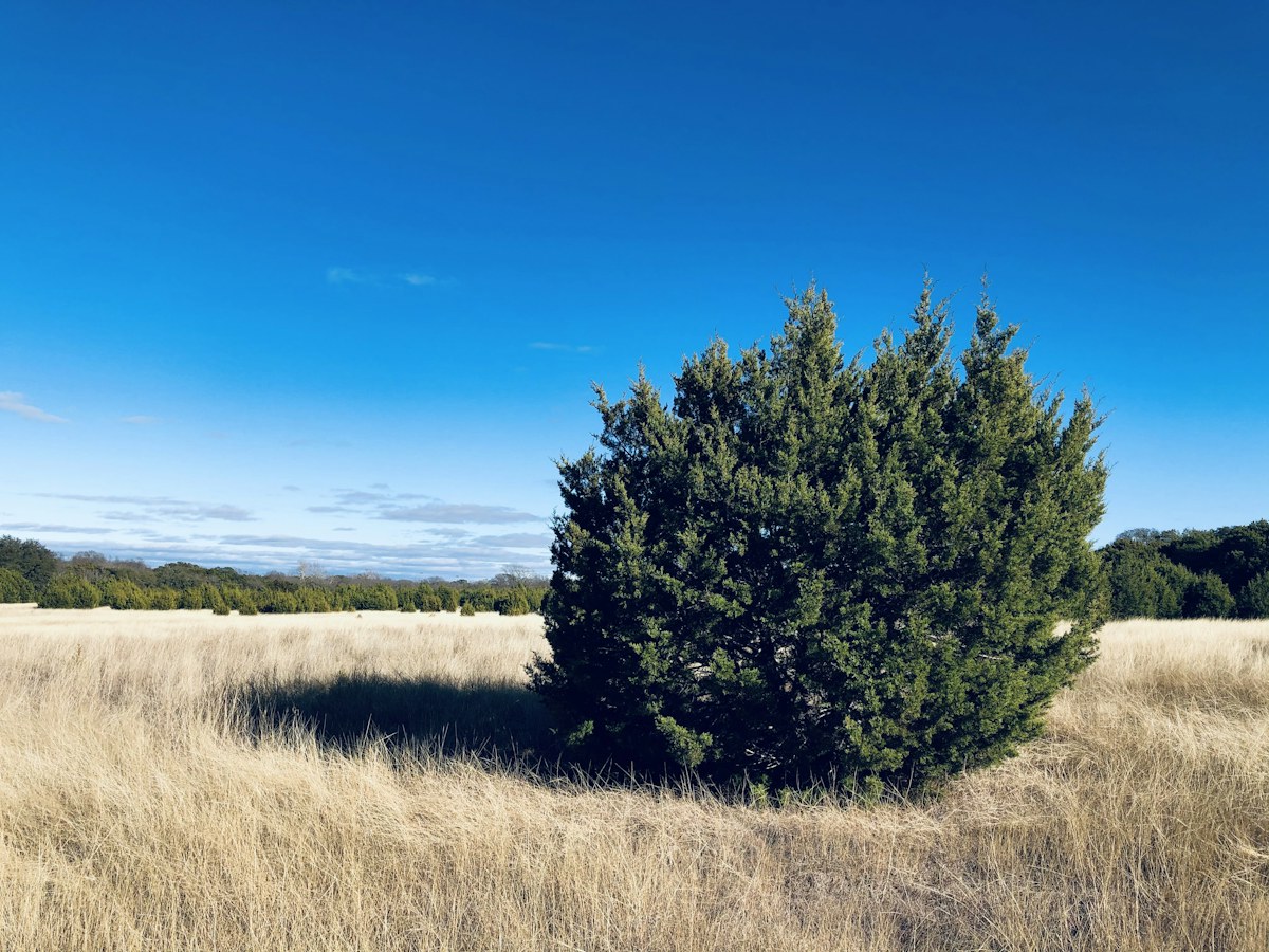 Open Texas hill country land with a lone tree